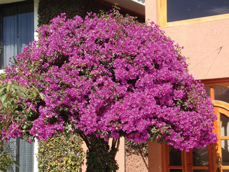 Hotel Arrecife de Coral San Cristóbal de Las Casas Exterior foto